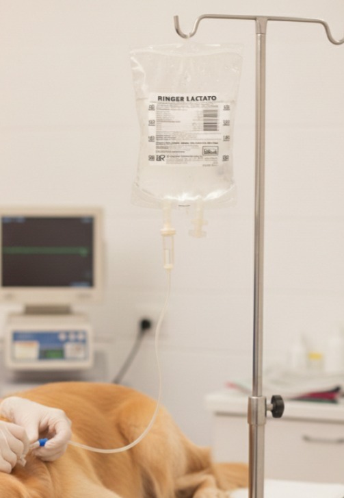 kit aplicação ringer lactato 250ml